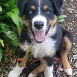 Australian Shepherds from Tammy's Australian Puppy's Northern Illinois