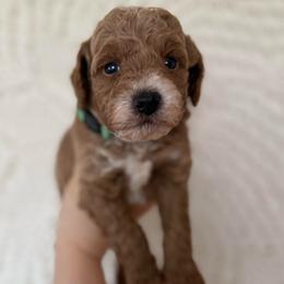 Theo - Red  male Goldendoodle puppy in Sacramento, California from GoldenDoodle Love