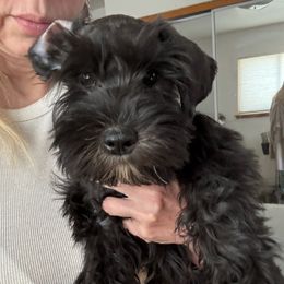 Blue - Black male Miniature Schnauzer puppy in Mountain Home, Idaho from Kissack Kennels