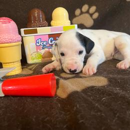 Butter Pecan- Yellow- HUA - White and black female Dalmatian puppy in Claremore, Oklahoma from Lotsofdots Dalmatians