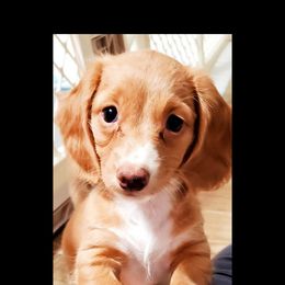 Dachshund Puppies from Crowned Doxies