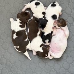 Dachshund Puppies from Sweet As Pie Doxies