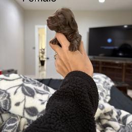 Dachshund Puppies from Double T Dachshunds