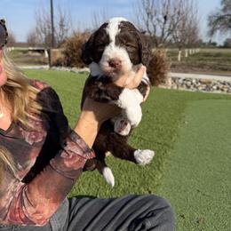 Phoenix - Brown and white male Bernedoodle puppy in Yuba City, California from Ranch House Doodles