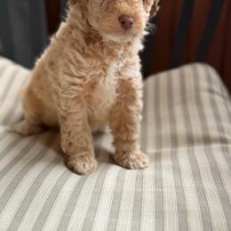 Red Gecko - Apricot male Goldendoodle puppy in Rush, New York from Care Bear Puppies