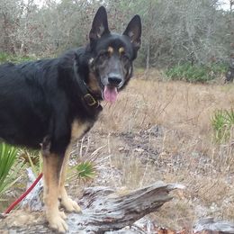 German Shepherds from WatchBear Kennels