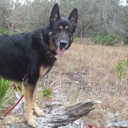 German Shepherds from WatchBear Kennels