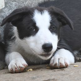 Belle - Black and white female Border Collie puppy in Strafford, Vermont from Thundering Paws Farm