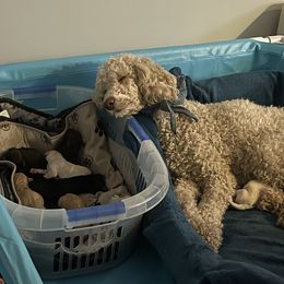 Goldendoodle Puppies from Fluff Puff Doodles