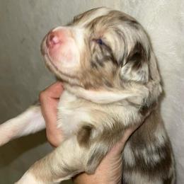 Candy - Red merle female Australian Shepherd puppy in Piedmont, Oklahoma from HeartDriven Aussies