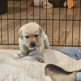 Girl 4 - female Labrador Retriever puppy in Helena, Montana from Whistling Wings Retrievers, LLC.