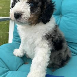 Blue collar Merle Boy - Blue merle male Bernedoodle puppy in Cody, Wyoming from Yellowstone Breeders