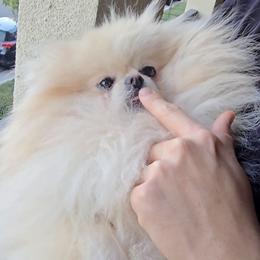 Mika - Pomeranian