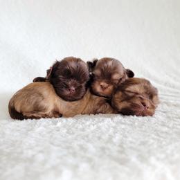 Shih Tzu Puppies from Nelly Kolomiyets