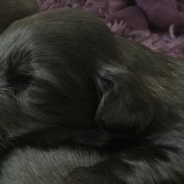 Skye Terrier Puppies from Skye Terriers ‘Of Wallace’s Coven’