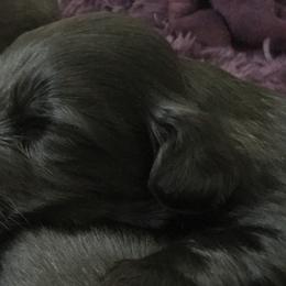Skye Terrier Puppies from Skye Terriers ‘Of Wallace’s Coven’