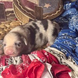 Cyrus - Blue merle male Miniature Australian Shepherd puppy in California from Eagle River Aussies