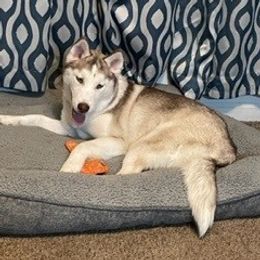 Issis - Siberian Husky