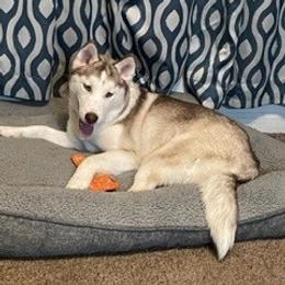 Issis - Siberian Husky