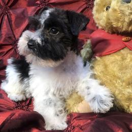 Miniature Schnauzer Puppies from Mrs Bs Teeny Schnauzers & Doodles
