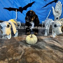 Dachshund Puppies from M.H.P Dachshunds