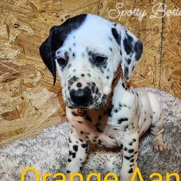 Boy Aang Orange - White and black Dalmatian puppy in Thayer, Missouri from Spotty Bottom Dalmatians