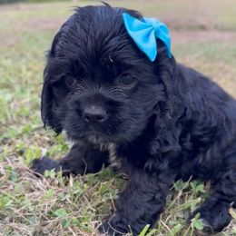 Marie - Black and white female Cocker Spaniel puppy in Lake, Mississippi from MGs Cockers