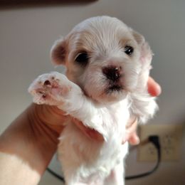 Annabelle - White female Morkie puppy in Pine Grove, Pennsylvania from Cathy Burns