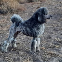 Tamu - Poodle