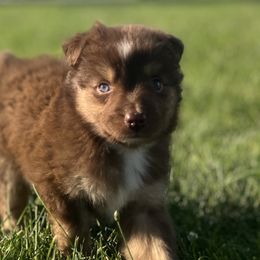 Jasper - Red tri male Miniature Australian Shepherd puppy in Bethany, Illinois from Rachel at Marrowbone Creek Aussies