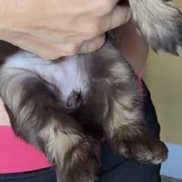 Girl 1 - Chocolate and tan female Shih Tzu puppy in Ocala, Florida from Mimi's Shih-tzus of Ocala