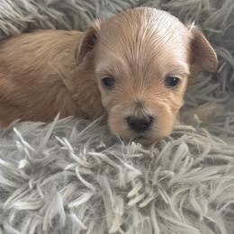 Baron - Apricot male Maltipoo puppy in Maricopa, Arizona from Pretty Poo