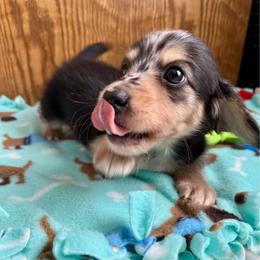 Kia-    (Jack) - Dapple male Dachshund puppy in Wolf Lake, Indiana from Canisteo Dachshunds