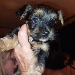 Yorkshire Terrier Puppies from Baker's Babies