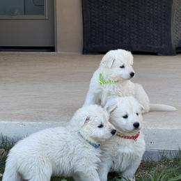 Berger Blanc Suisse and German Shepherd Puppies from Scenic Creek German Shepherds and White Swiss Shepherds