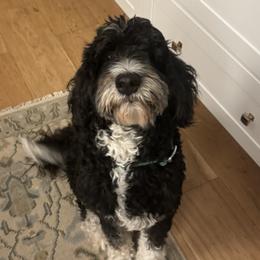 Aussiedoodles from R Family Aussiedoodles