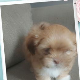 Shih Tzu Puppies from N.F.S.T Imperial ShihTzu Puppies.