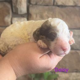 Daisy - Chocolate female Goldendoodle puppy in Sanderson, Florida from Serenity Goldendoodles