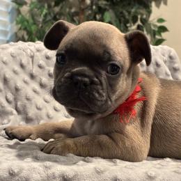 Red - Blue fawn male French Bulldog puppy in Kyle, Texas from Small Town Frenchies