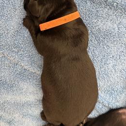 Girl 3 - female Labrador Retriever puppy in Silverthorne, Colorado from Bahrking Heights Labradors