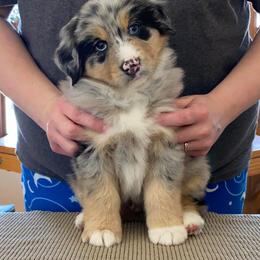 Australian Shepherd Puppies from Echolight Australian Shepherds