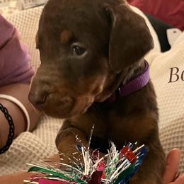 Bon-Bon - Red and rust Doberman Pinscher puppy in Columbus, Ohio from Von Schaaf Haus DuPree