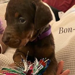 Bon-Bon - Red and rust Doberman Pinscher puppy in Columbus, Ohio from Von Schaaf Haus DuPree