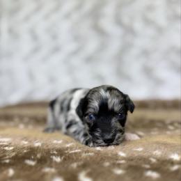 Spoon - Blue merle female Australian Shepherd puppy in Argyle, Iowa from Country Time Kennels