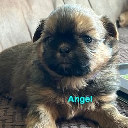Angel's Revenge - Red and tan female Shih Tzu puppy in Bloomfield, Indiana from Meihem Pups