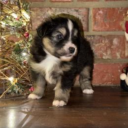 BTM - Black tri male Toy Australian Shepherd puppy in Lindale, Texas from Circle JTS Ranch