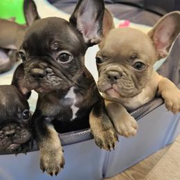 French Bulldog Puppies from All 8 Frenchies