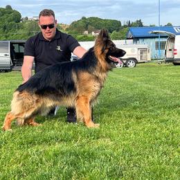 German Shepherd puppies from Aus Dem Meer German Shepherds