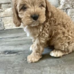 Cavapoo Puppies from Beyond Tails