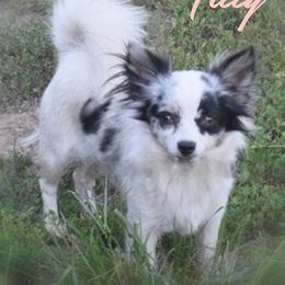 Tilly - Chihuahua